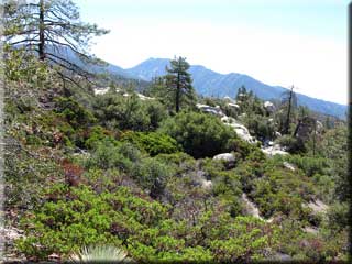 View coming down single track View coming down single track