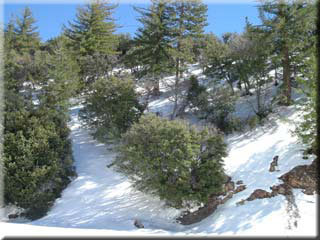 Highway 39 - snow covered hillside