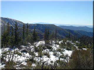 Highway 39 - view of pine tress and snow