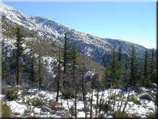 Highway 39 - view of pine tress and snow