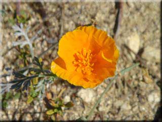 Wildflower at water tower