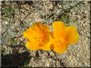 Wildflowers at water tower