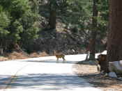 nonchalent deer on road to Crystal Lake campground